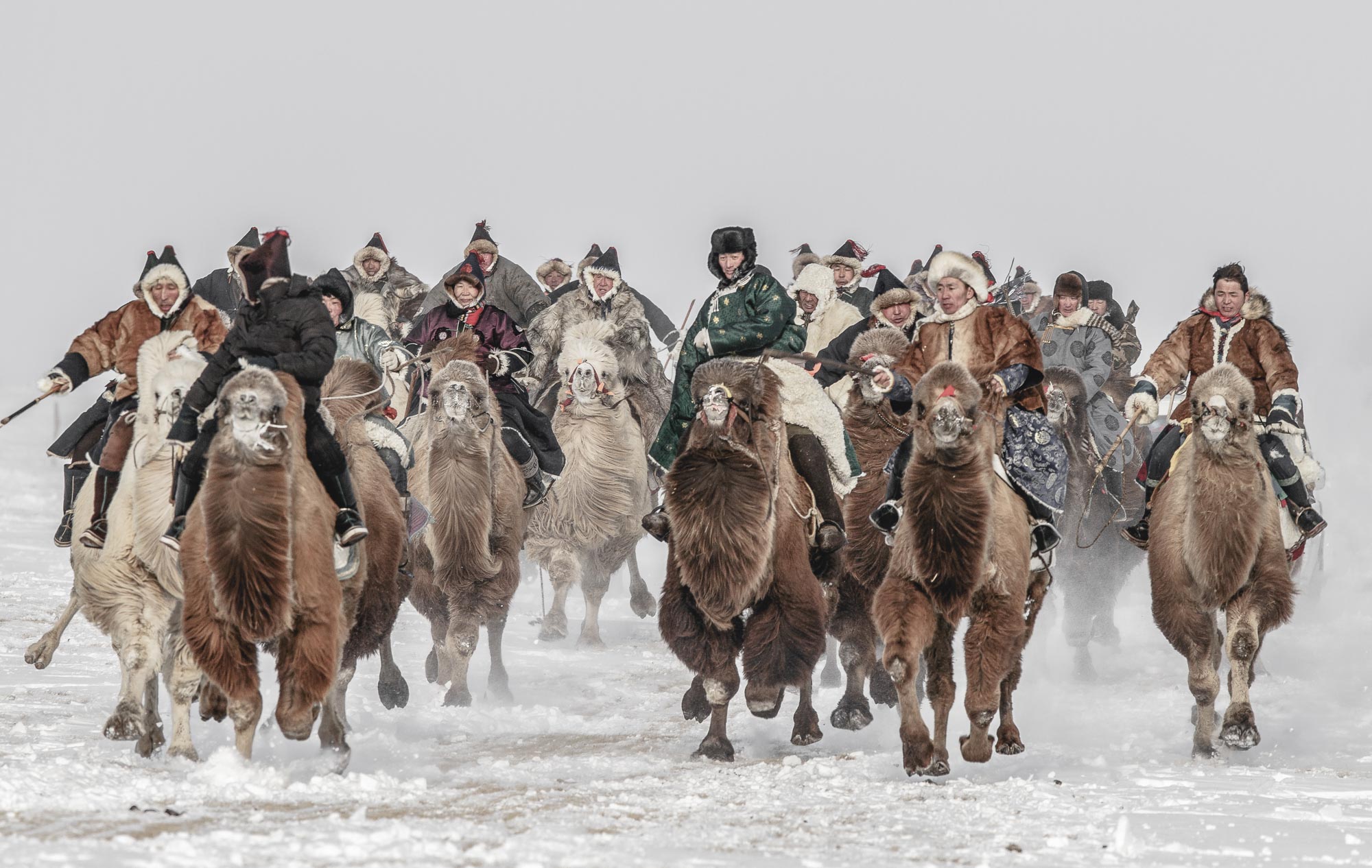 mongolia camels