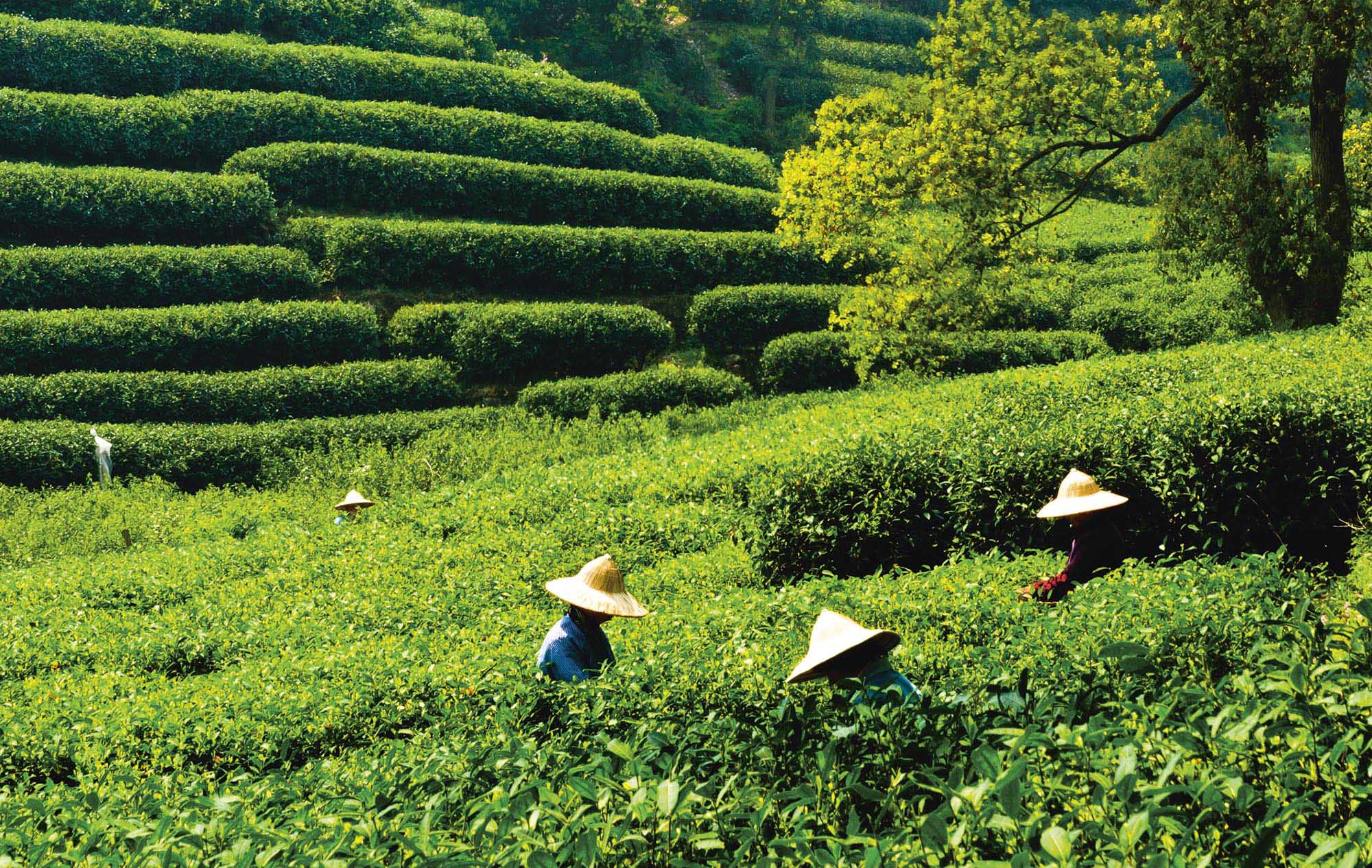Longjing tea field