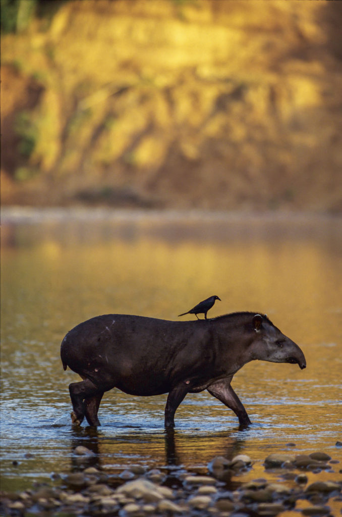 Brazilian Tapir Tapirus Terrestris With Giant Cowbird Molothr Discovery