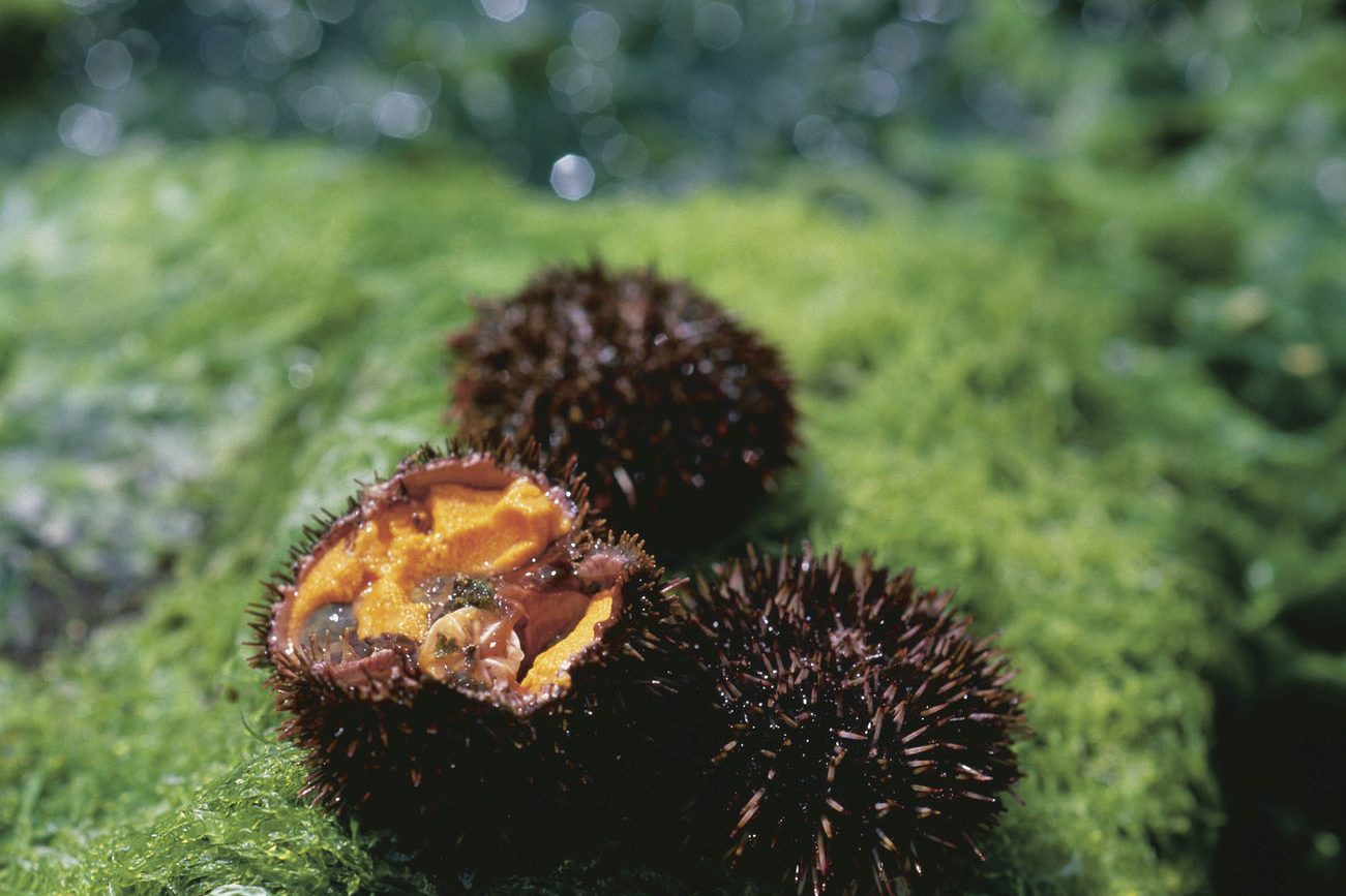 Raw sea-urchin roe Rishiri island Hokkaido Japan Food