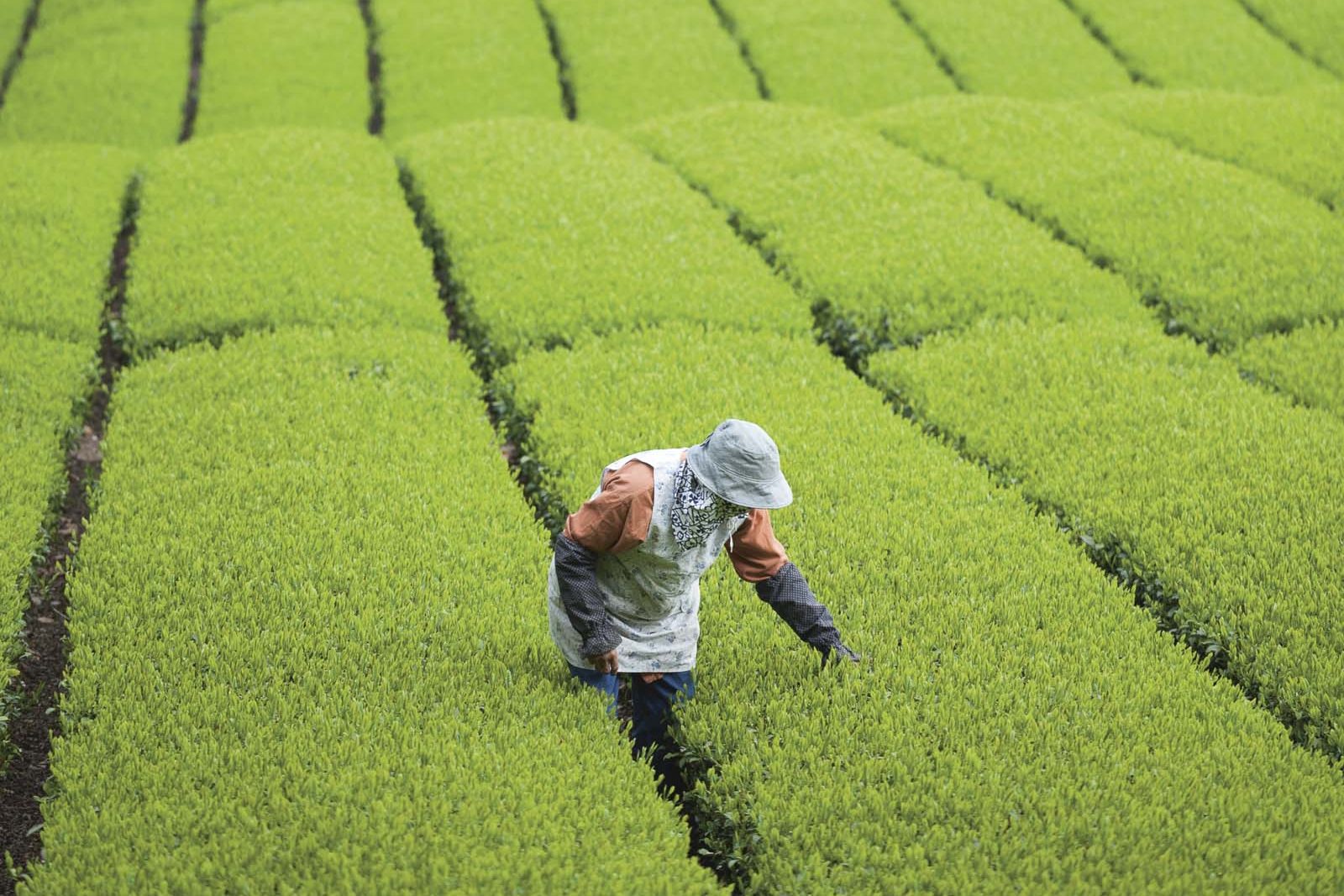 Working in green tea plantation in Japan
