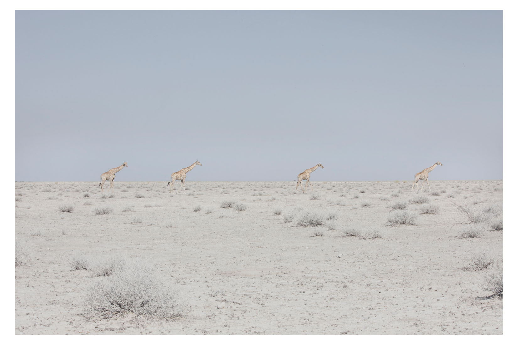 Maroesjka Lavigne，《Four Giraffes》