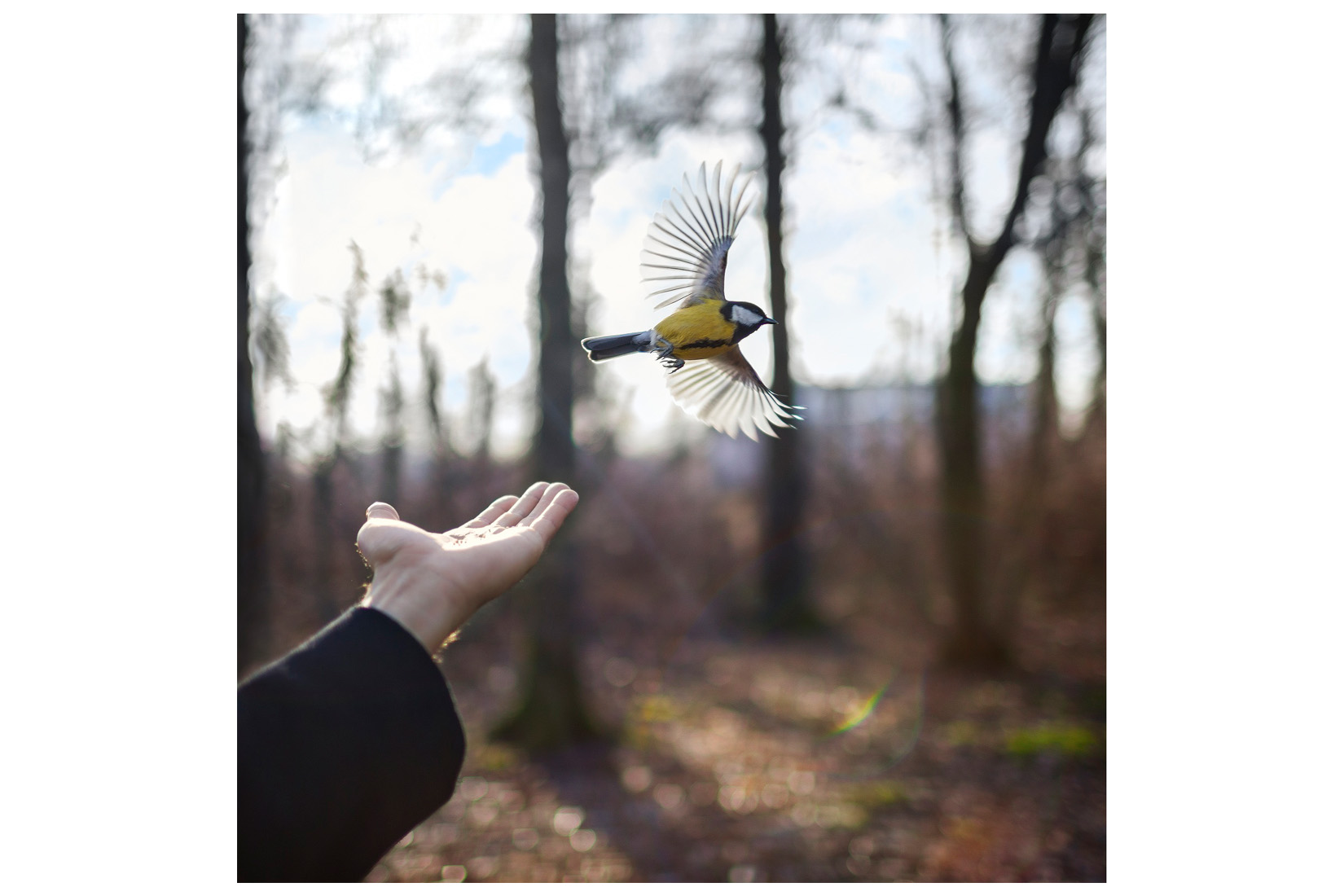 Goldfinch, by Cig Harvey