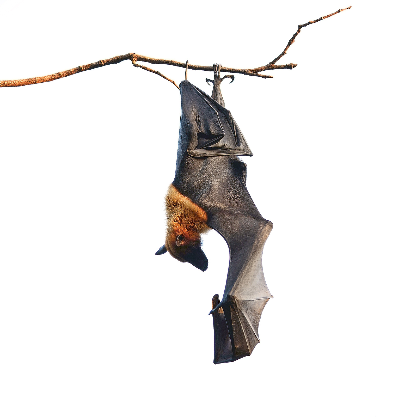Large Bat, Hanging Flying Fox (Pteropus vampyrus)