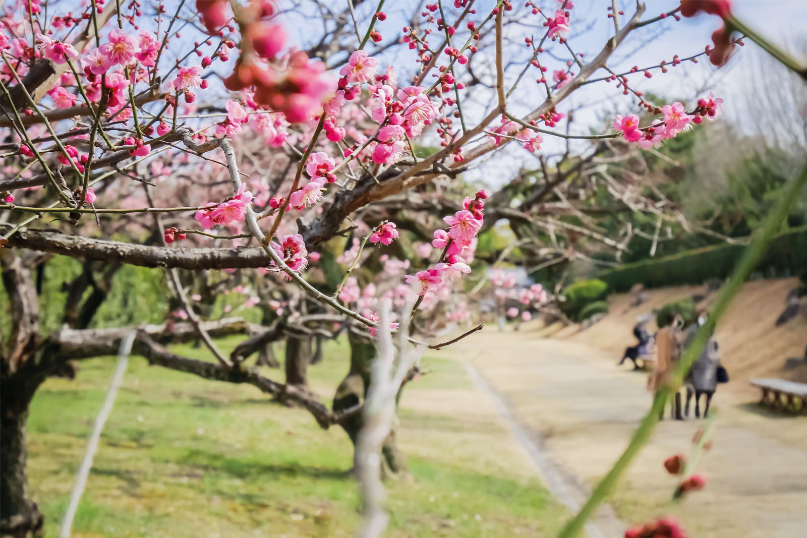 Nagoya guide plum blossom