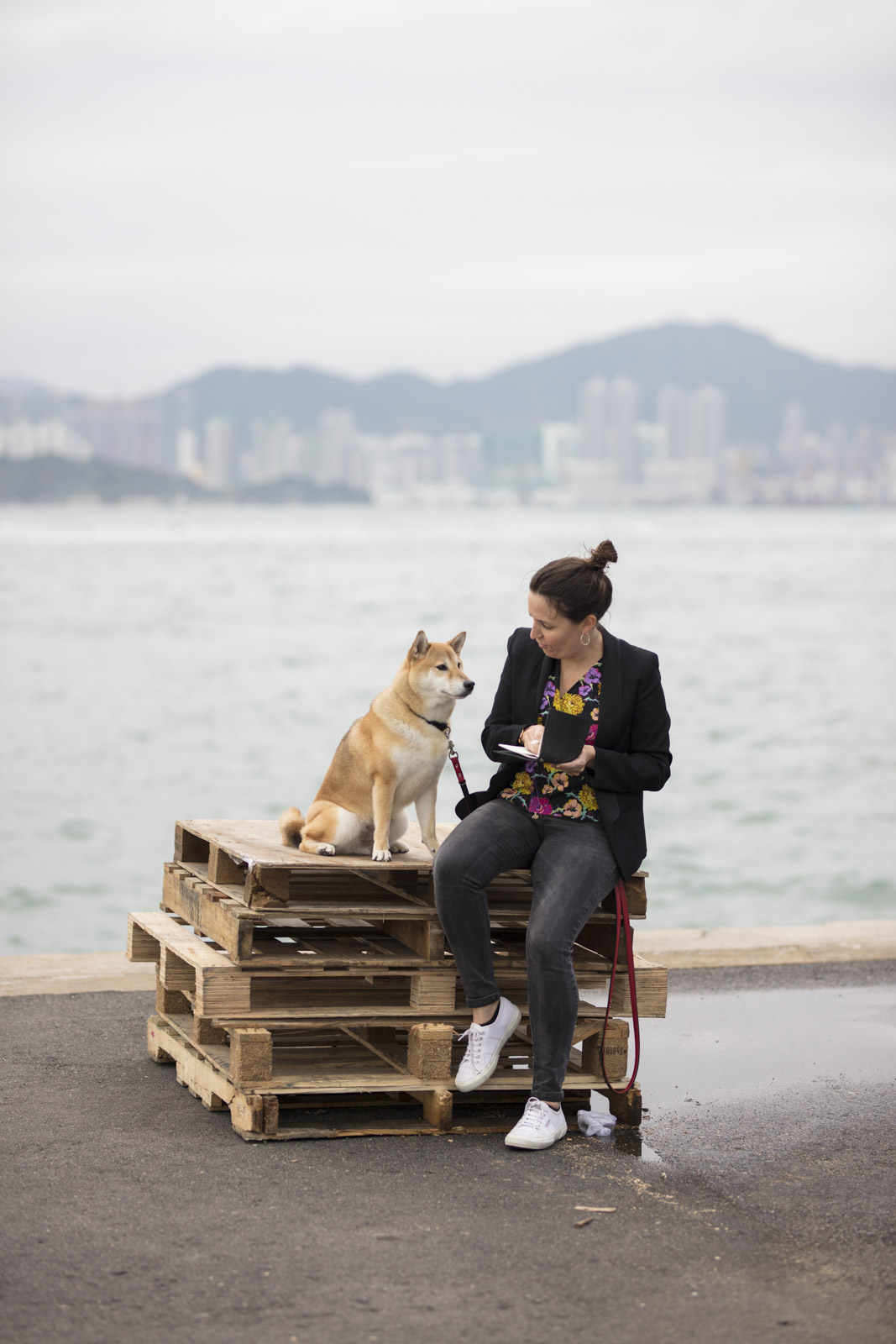 Hong Kong Dog-Shiba