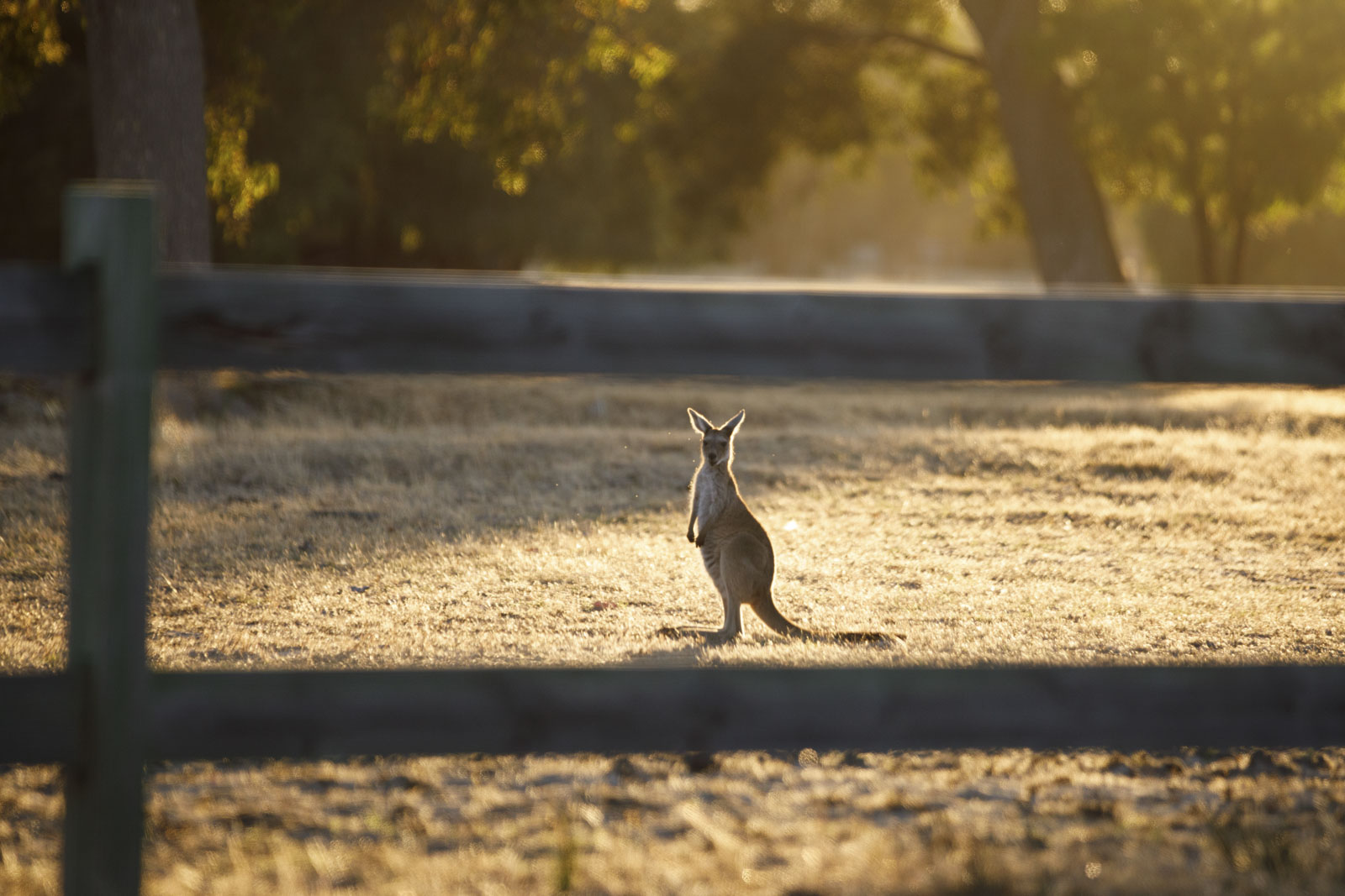 Kangaroos in Margaret River, Australia.