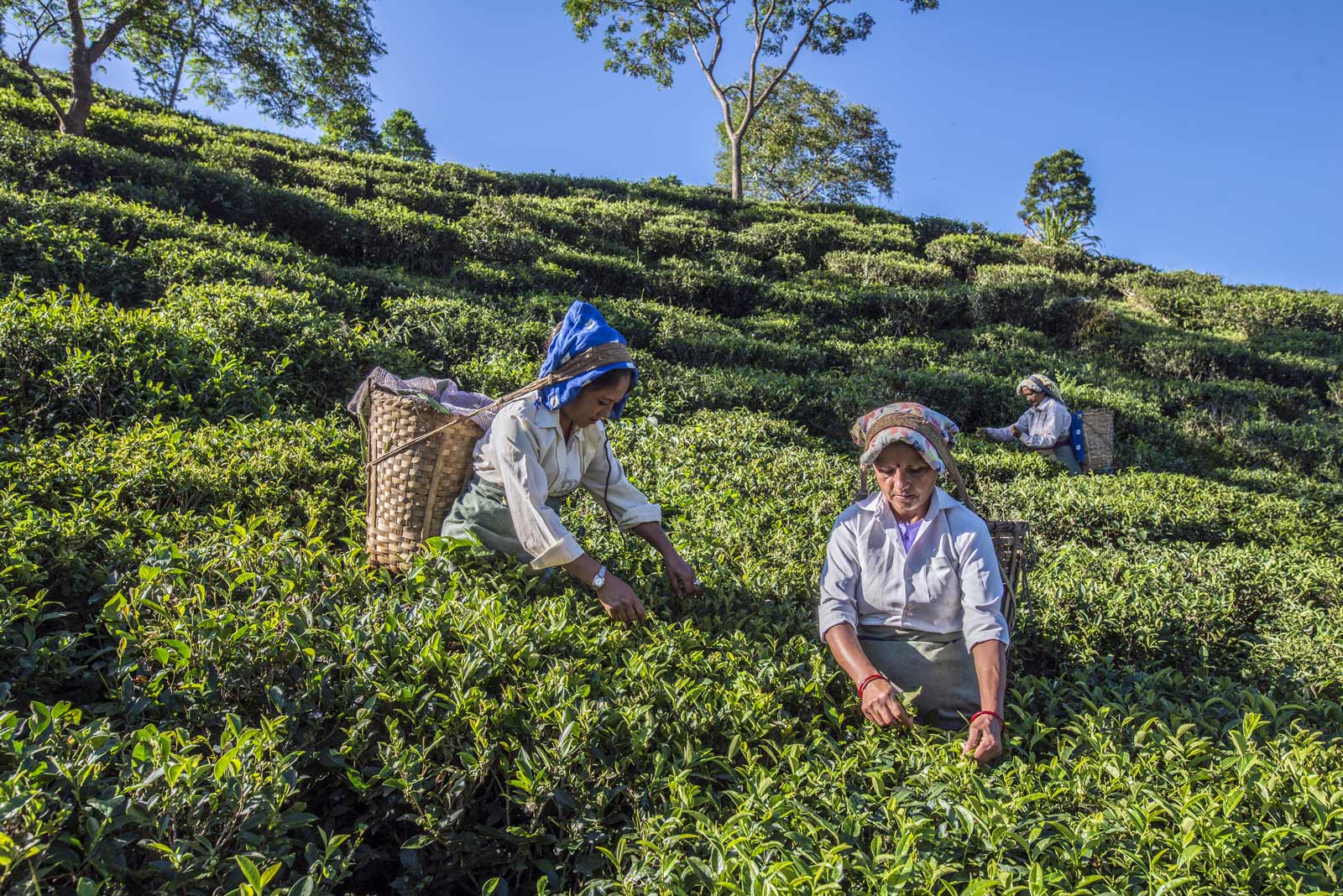 Darjeeling tea garden, India