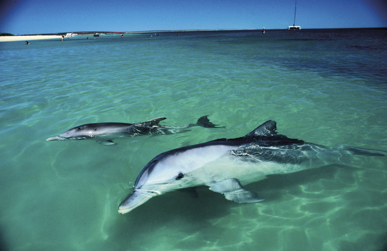 A pair of Southern Bottlenose Dolphins ( Hyperoodon planifrons ) - Monkey Mia, Western Australia