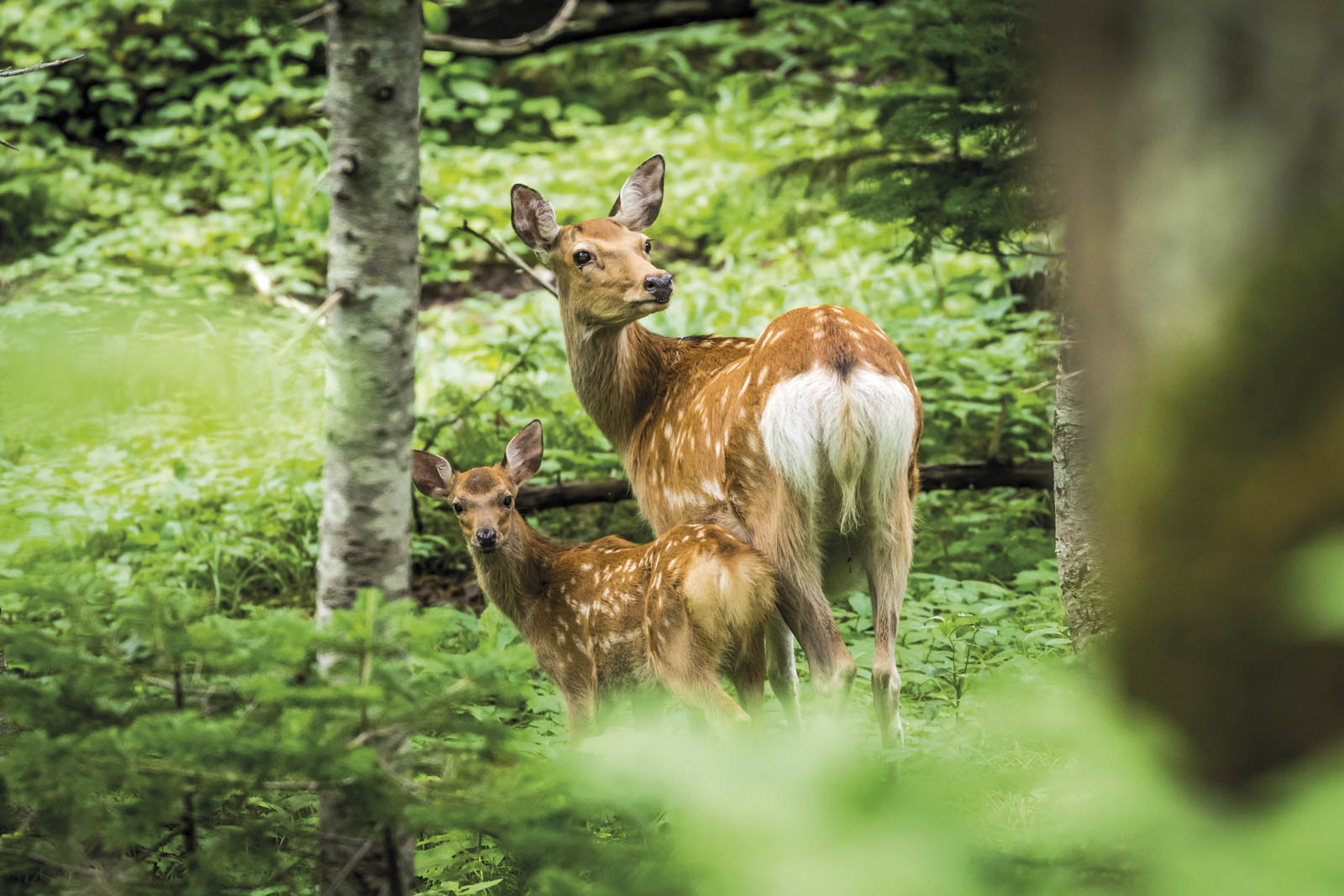 Shiretoko Park, Hokkaido deer