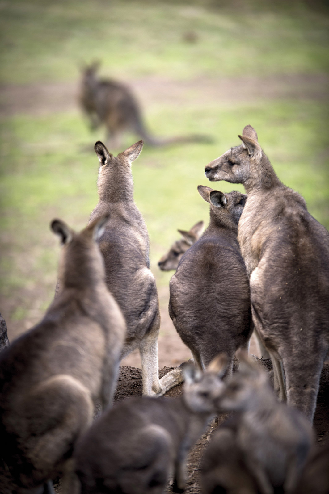 Tasmania, Australia, Kangaroos, Bonorong Wildlife Sanctuary