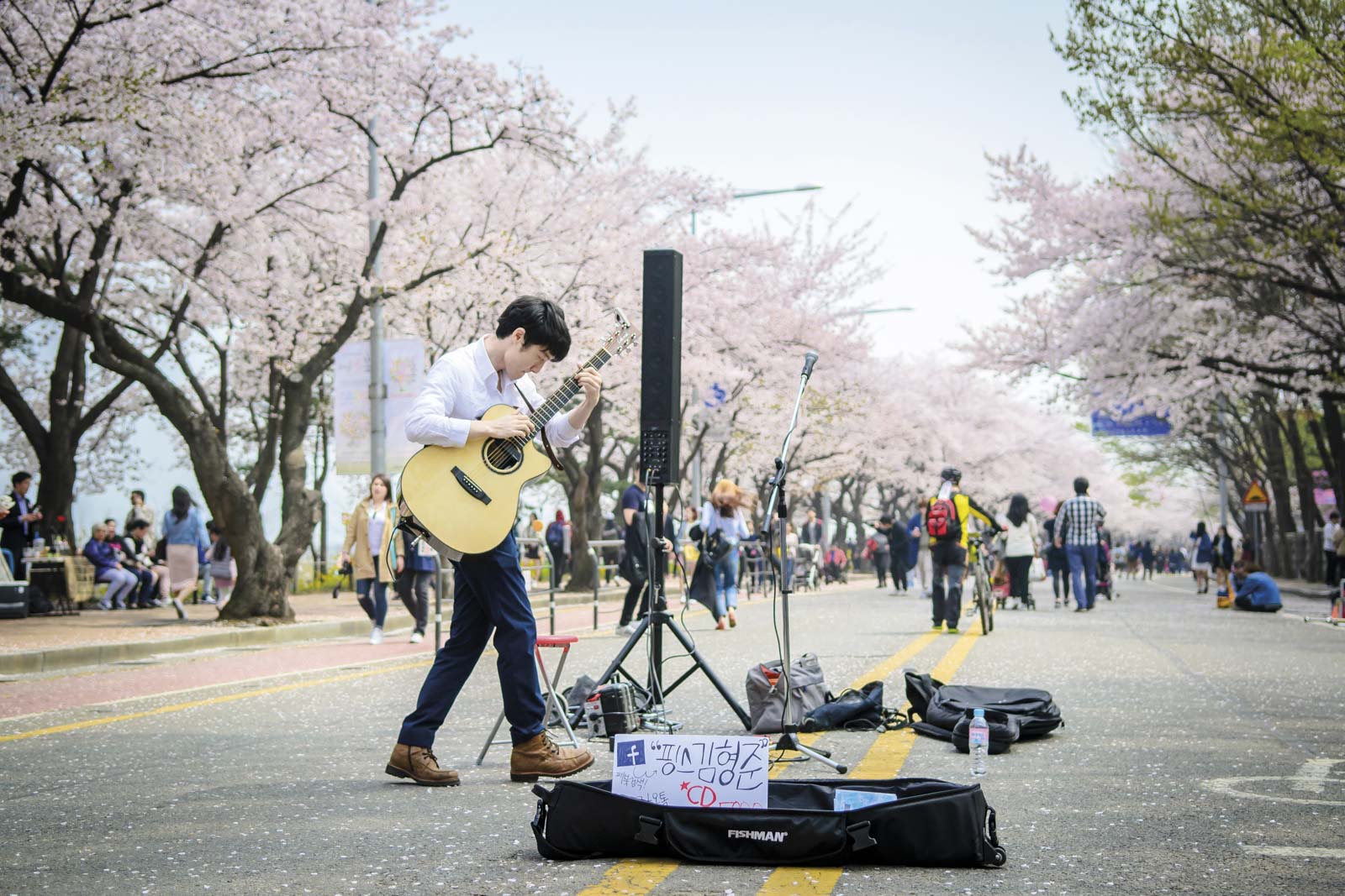 Seoul, on the ground, insider tips, cheery blossom