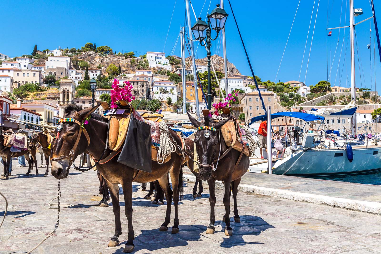 donkeys on mediterranean island
