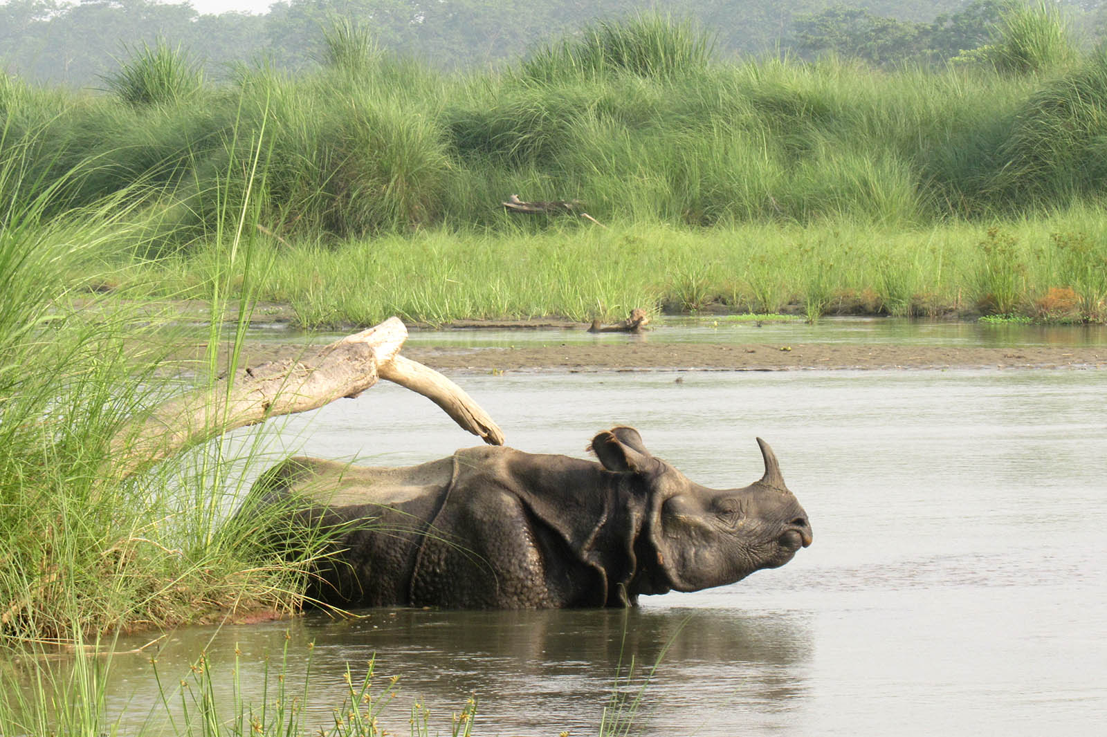 Rhino in Chitwan National Park, Nepal