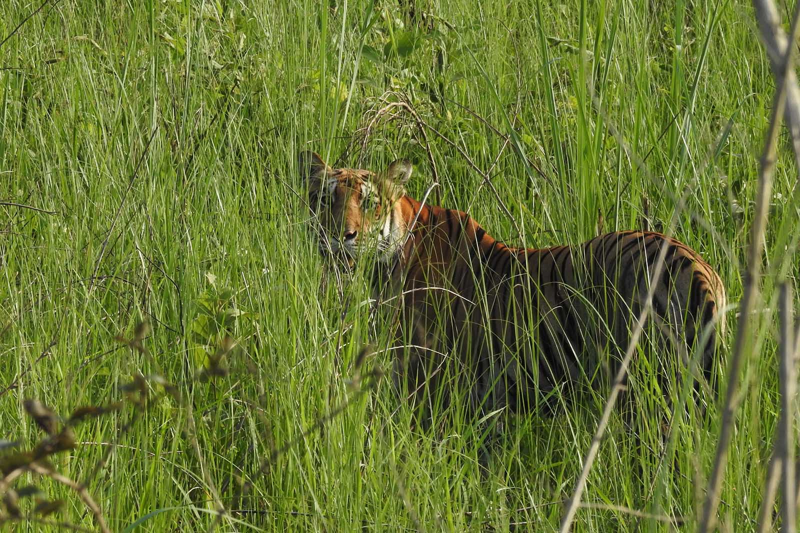 Royal Bengal tiger in Chitwan National Park, Nepal