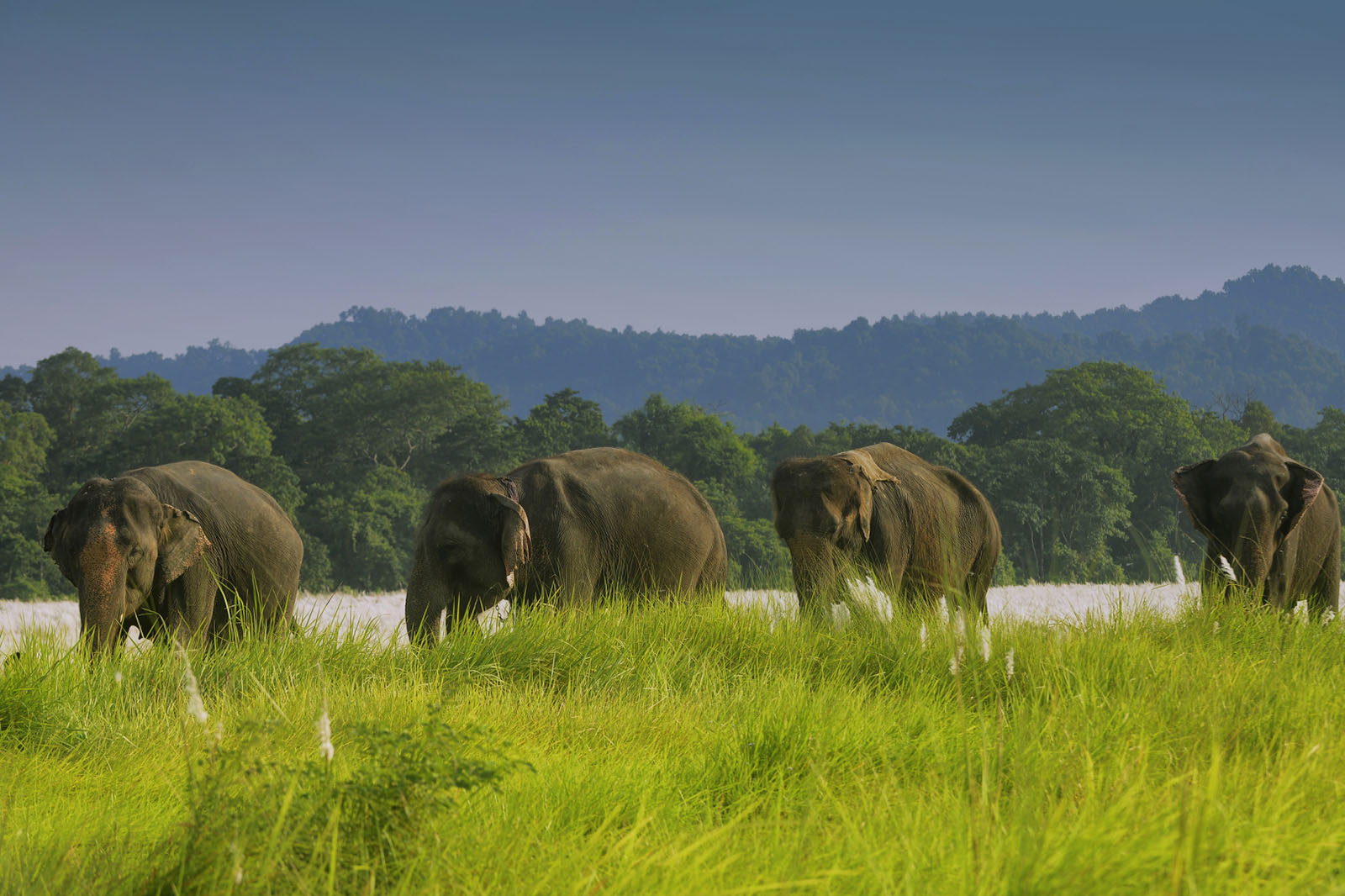 Elephants in Chitwan National Park, Nepal