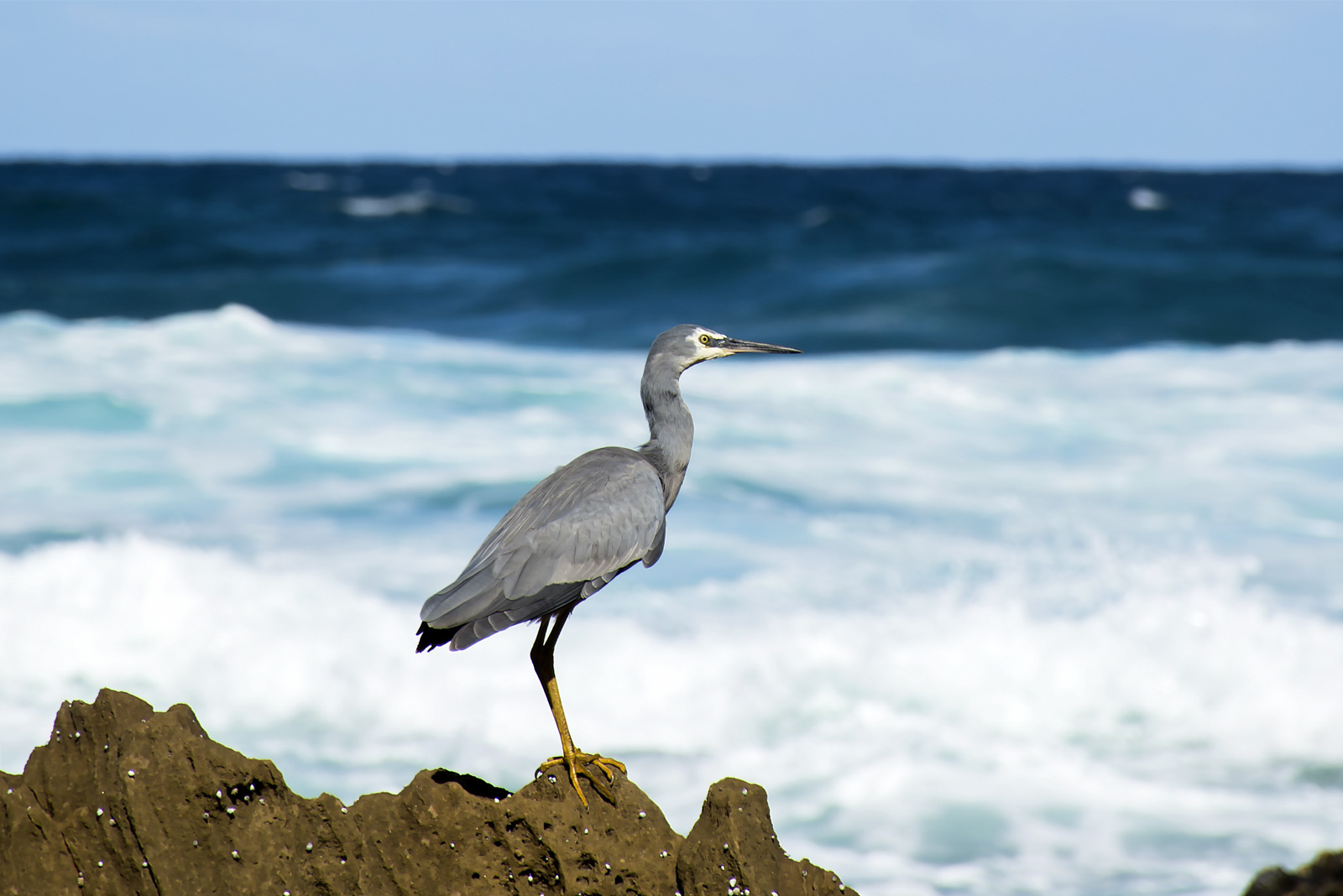 White faced heron hunting at the beach, Sydney Australia