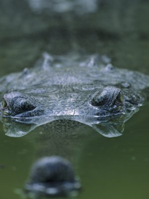 Portrait of Gharial of the gange in water Nepal -  -  -credit: Michel Gunther / Biosphoto / Getty Images