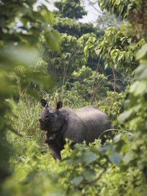 A wild, female rhinoceros as spotted through the foliage from the edge of a meadow in Chitwan National Park, Nepal.  The foreground shows some out-of-focus foliage, framing the subject.  Shot in the morning in Spring.credit: Kaare Iverson / Aurora Open / Getty Images