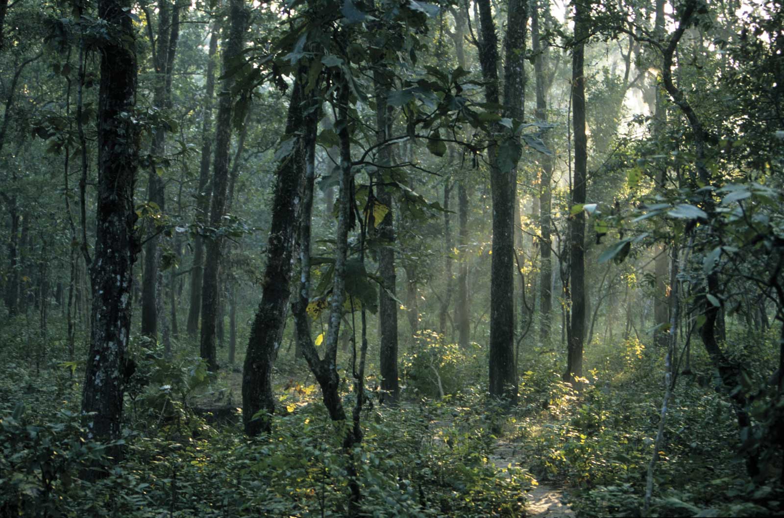 Forest, Chitwan National Park, Nepal