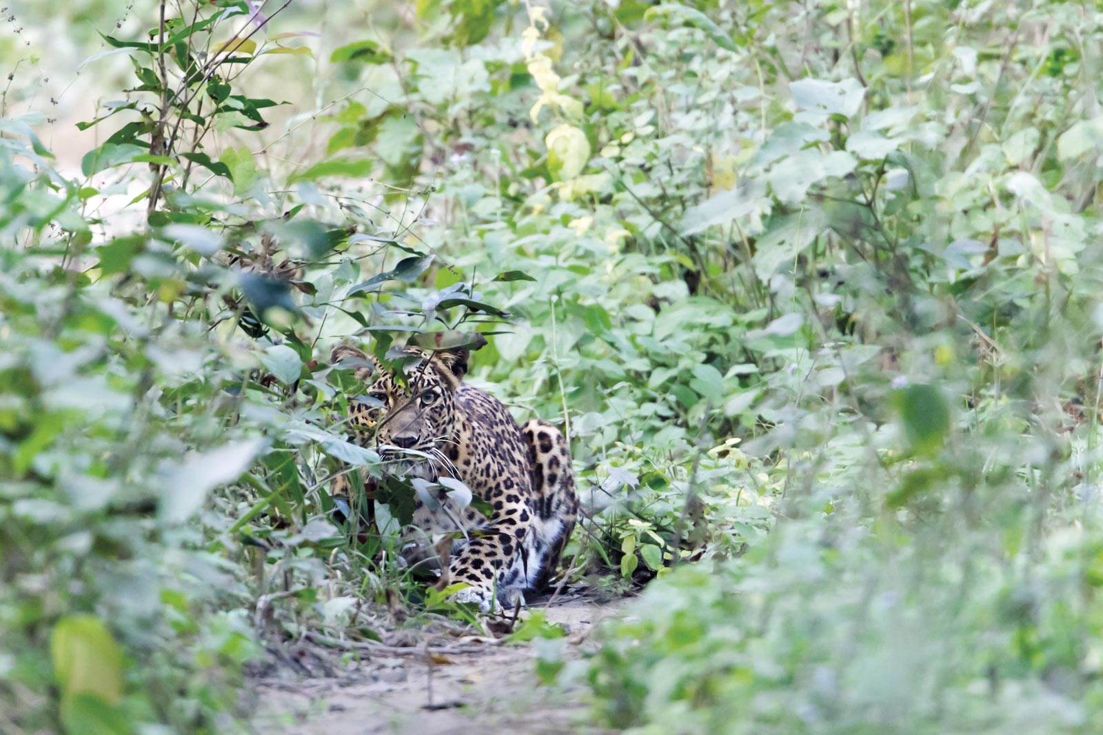 Wild common Leopard in Nepali's jungle