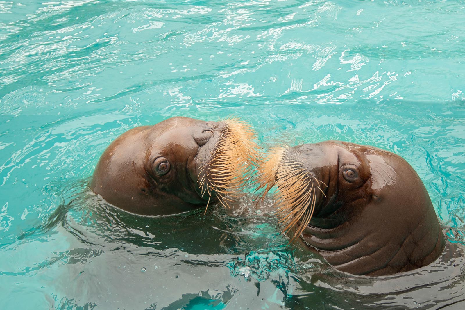 Vancouver, Aquarium research, Walruses