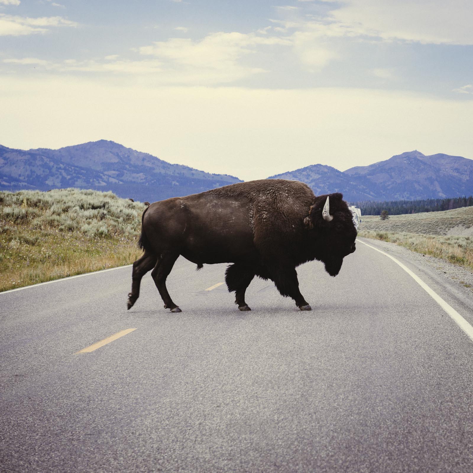 Wyoming, Yellowstone Bison, USA road trip