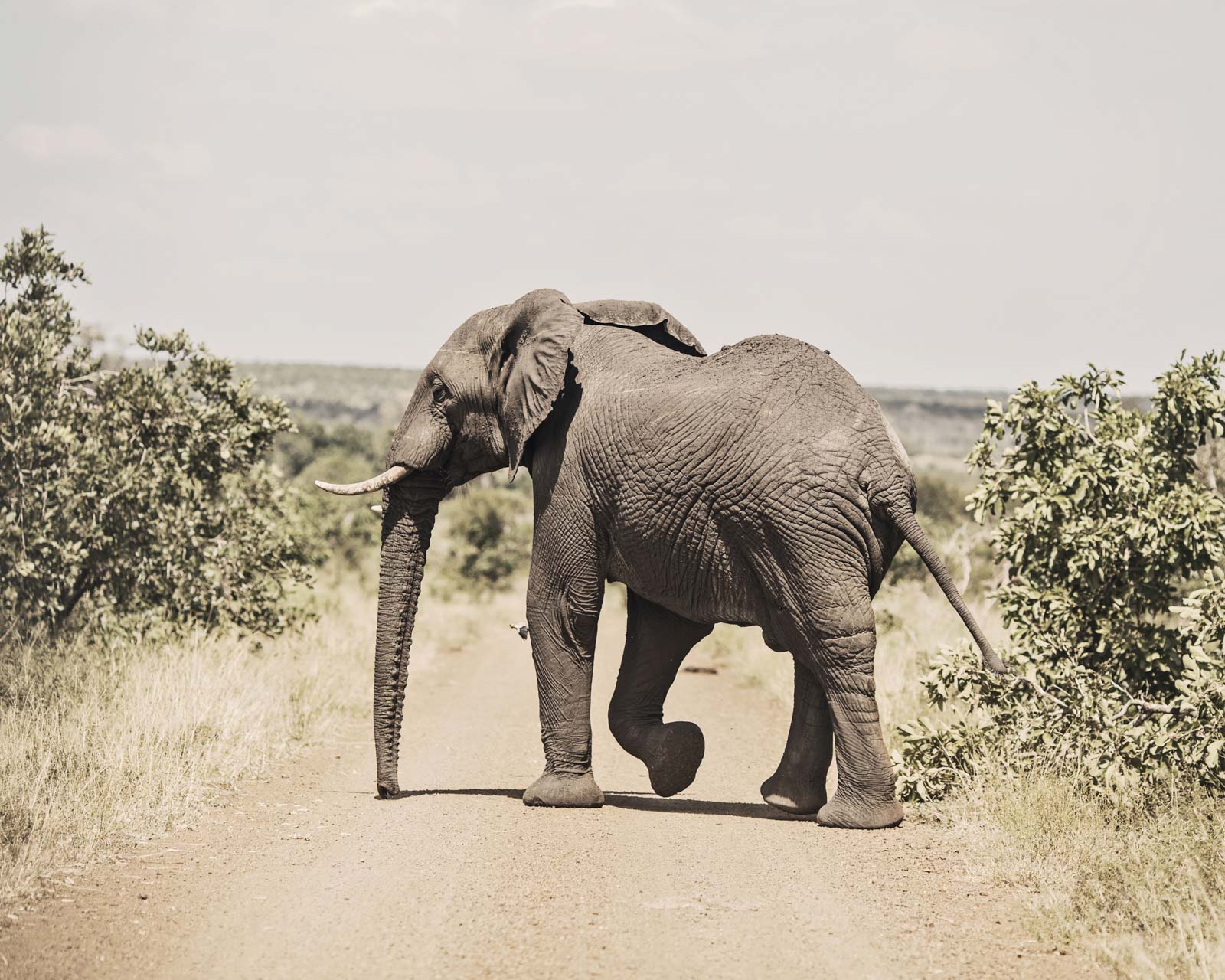 African Safari, Elephant crossing dirt road, Kruger National Park, South Africa