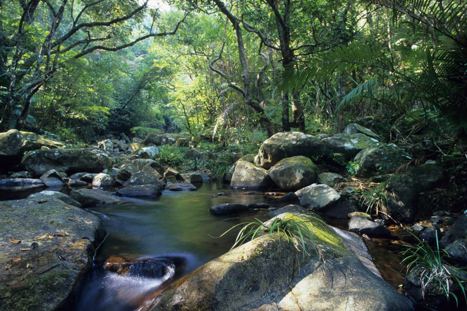Rainforest stream Tai Po Kau Nature Reserve Hong Kong China, mountain, hike, stream,