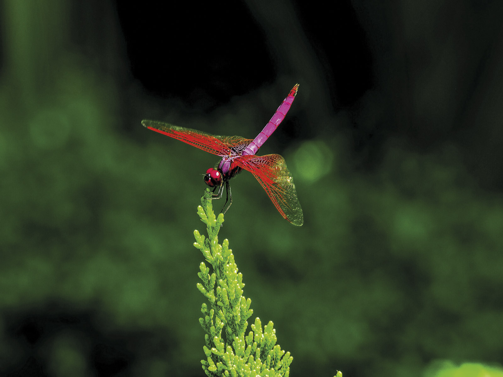 Pink dragonfly on plant, Hong Kong country parks