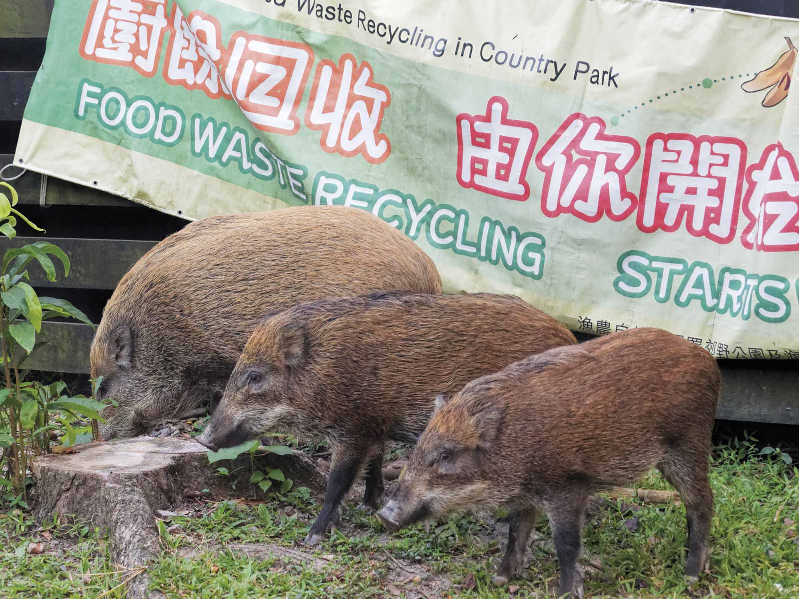 Hong Kong, wild boar