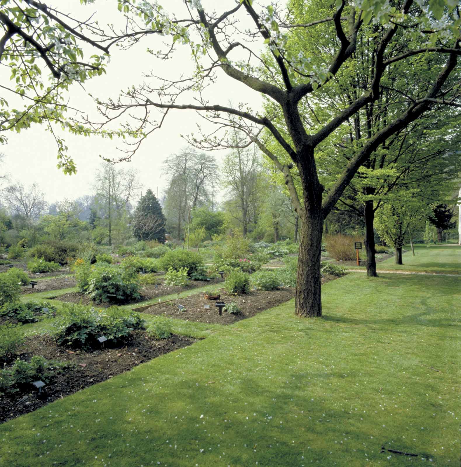 Physic Garden, Chelsea, London, London, England.