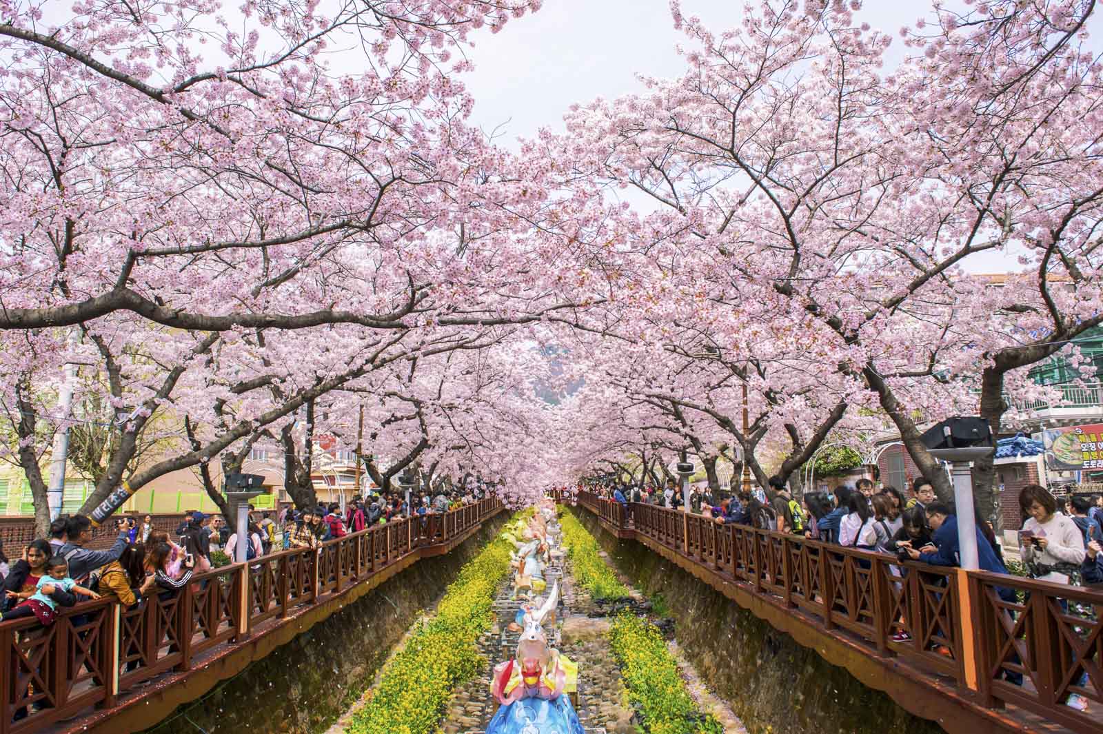 Cherry blossoms in Asia South Korea stream