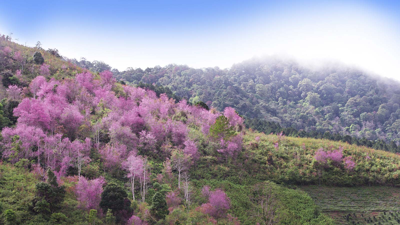 Cherry blossoms in Asia in bloom on a hillside in Vietnam