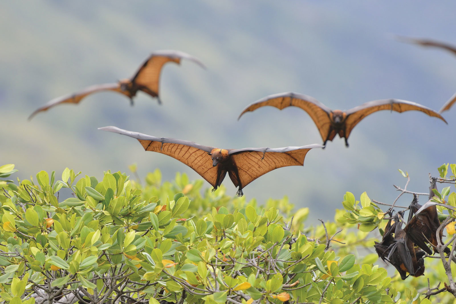 Renard volant noir - Parc naturel de Komodo IndonÈsie -  -  - Pteropus sp, Komodo