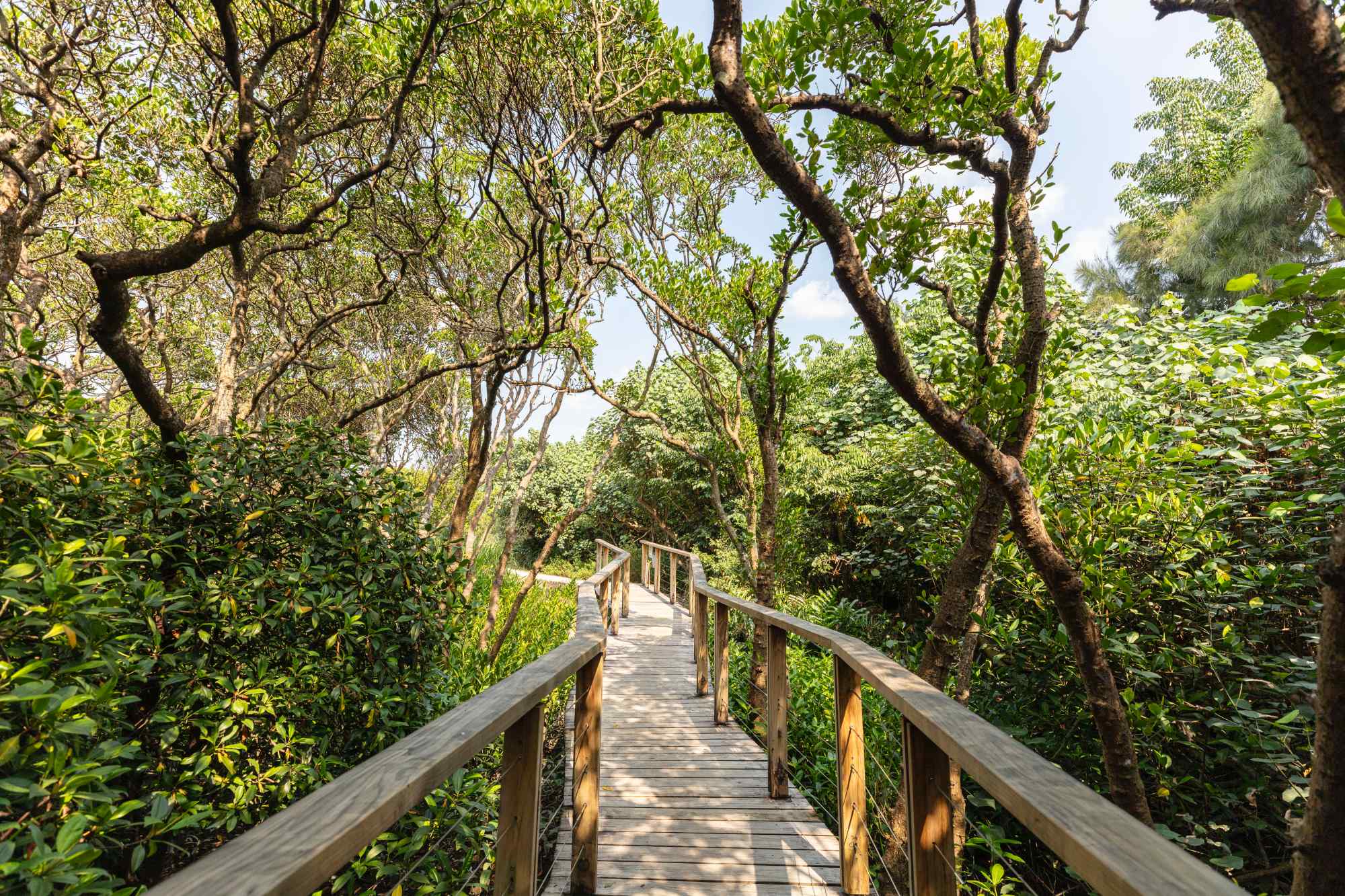 Hong Kong Wetland Park walkway