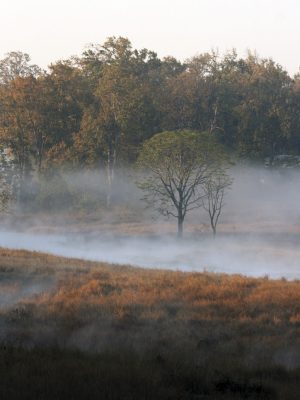 Credit: Alan Symes / Alamy Stock PhotoFAWEEJ Early Morning  Kanha National Park in Madhya Pradesh India