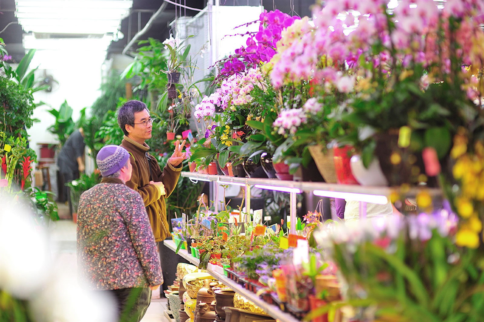 香港人大多喜歡在農曆新年期間到花市選購花卉盆栽