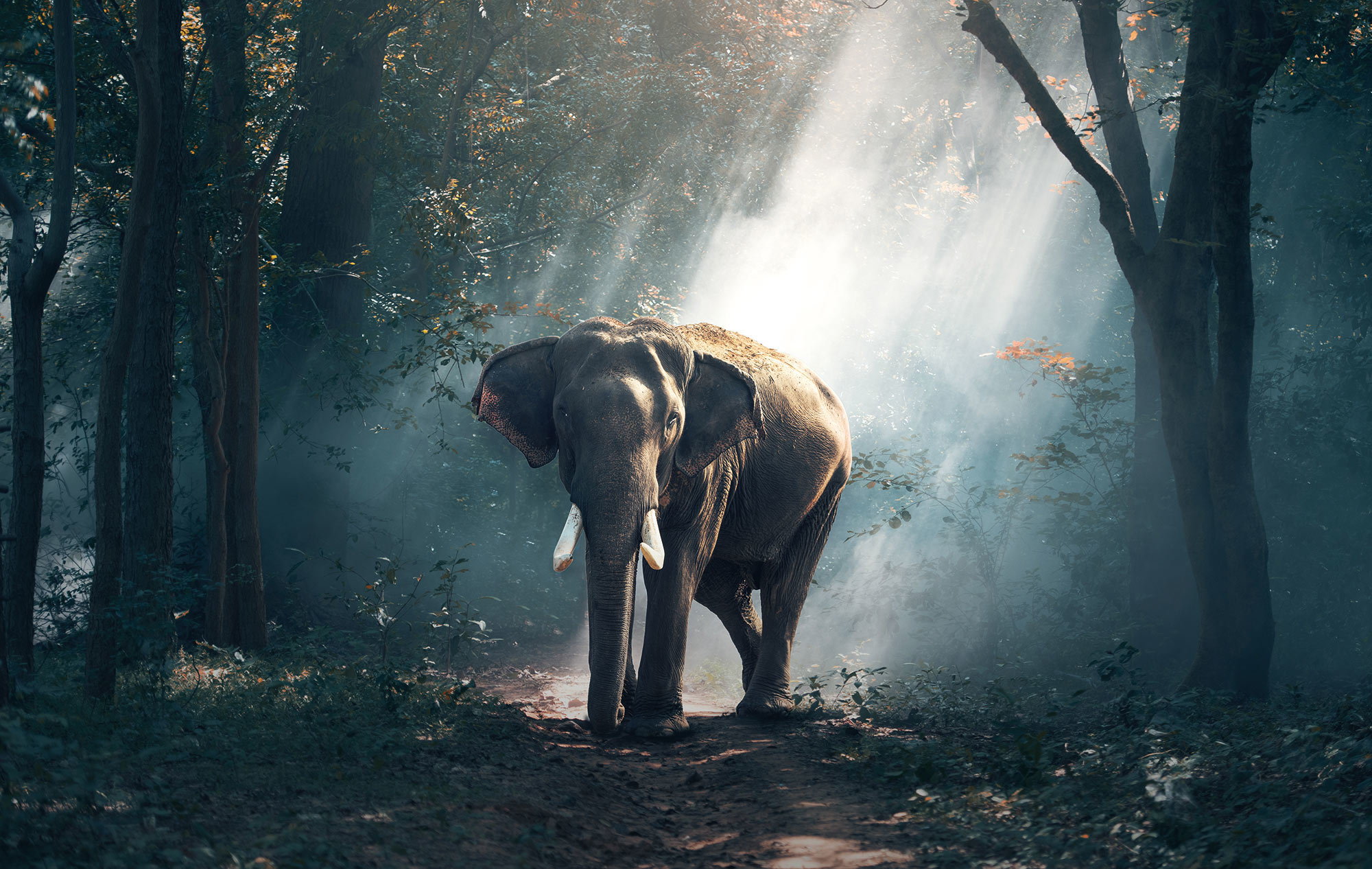 4 Cool Not Cruel Ethical Animal Experiences to Have on Holiday elephant forest