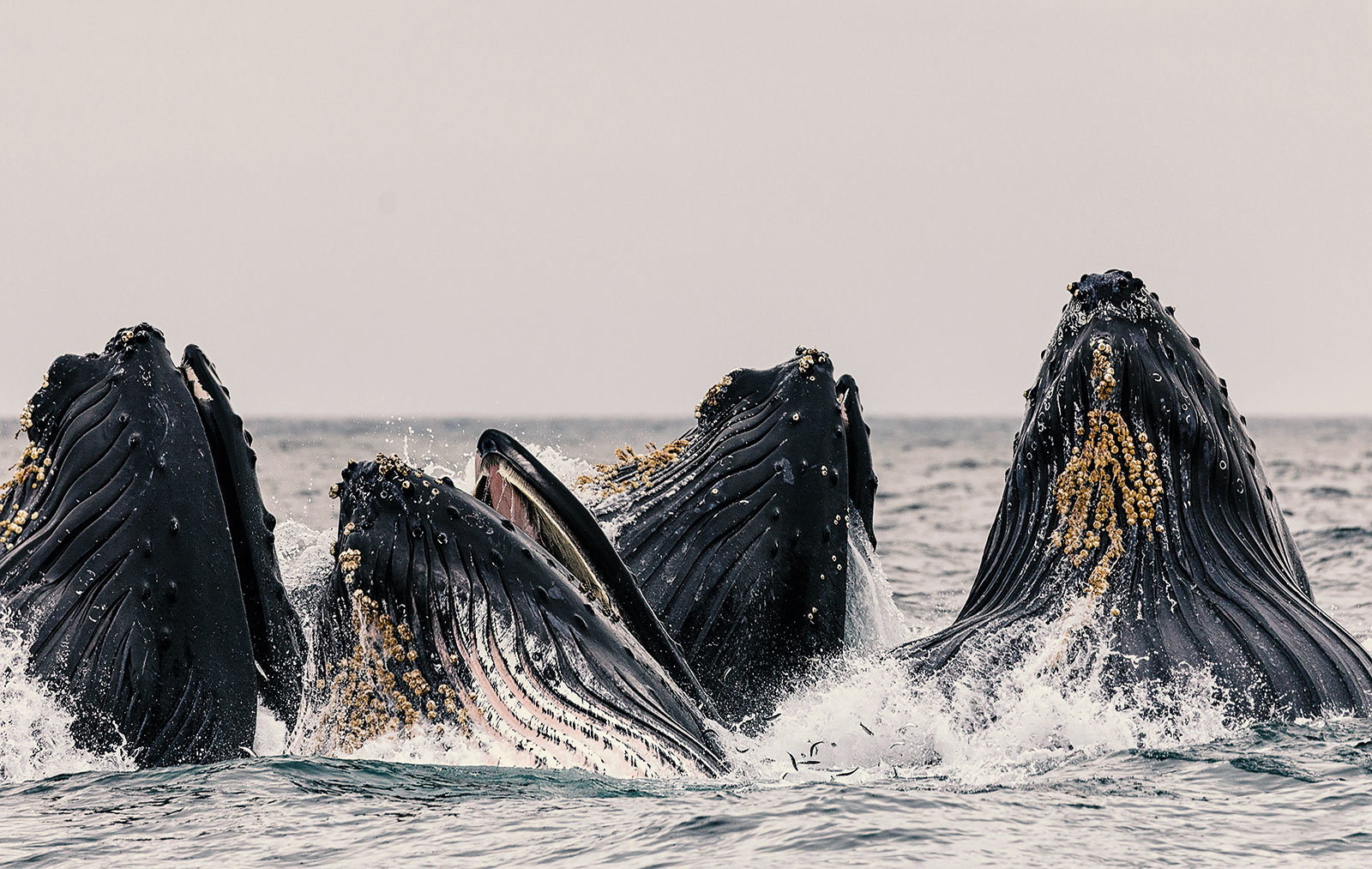 Monterey Bay California USA, Humpback whales