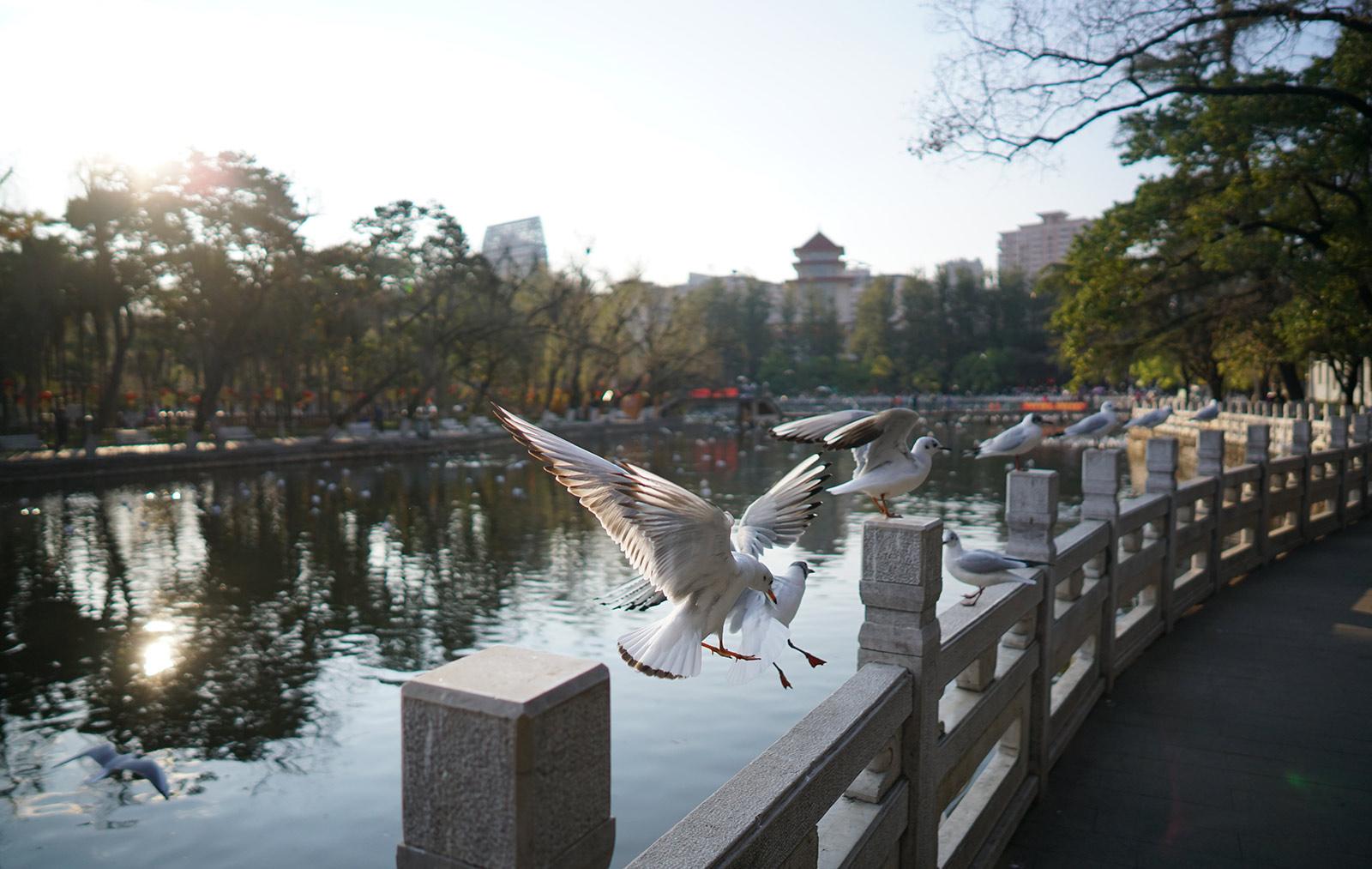 Birdwatching at the lake park in Kunming