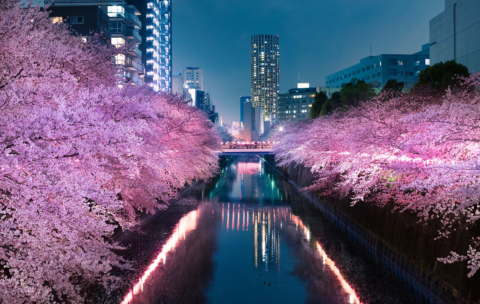 Sakura Cherry Blossom at Nakameguro in Tokyo