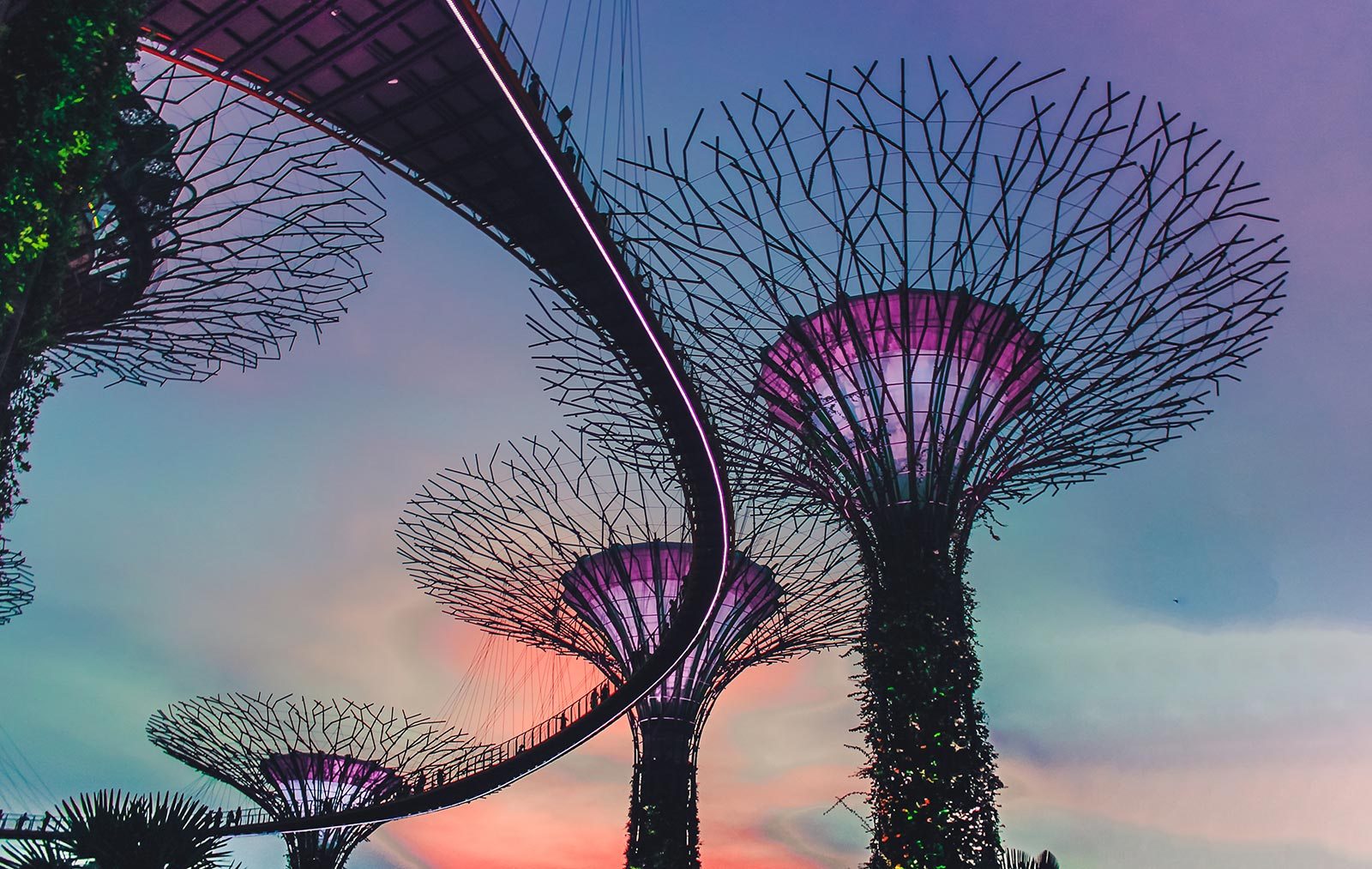 Supertrees at the Gardens by the Bay Singapore