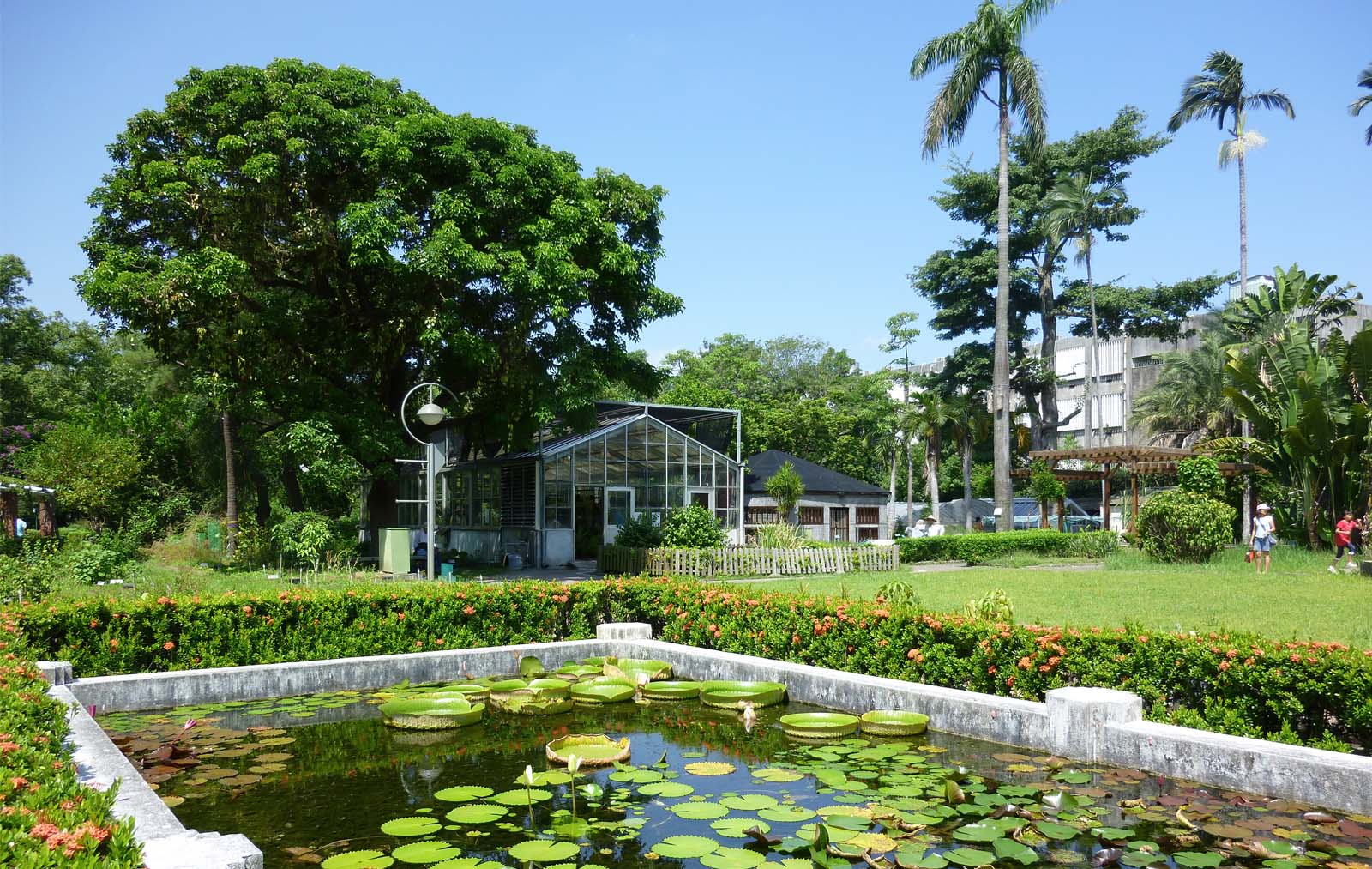 Lily pond at the Taipei Botanical Garden