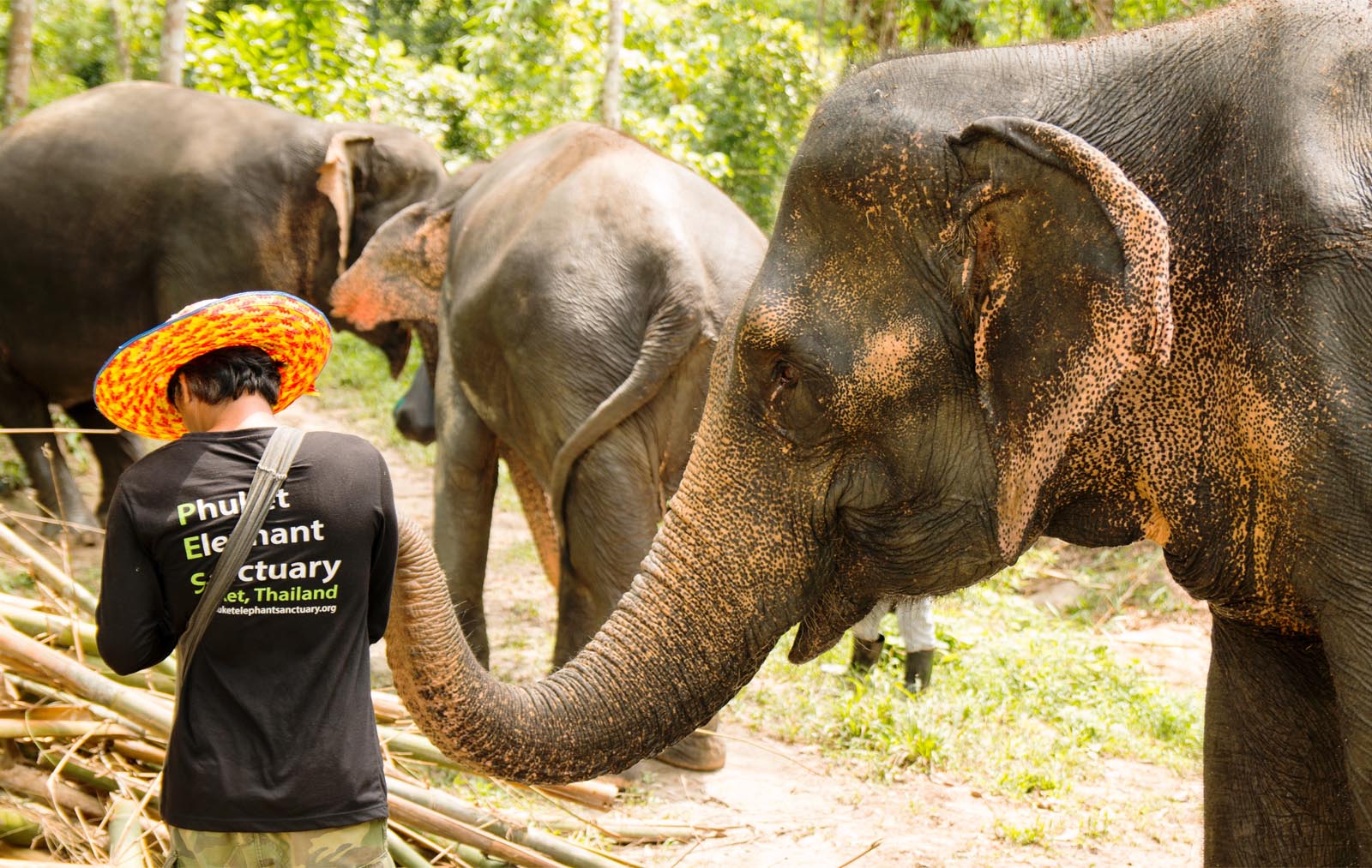 Elephants and their mahout in Phuket Thailand