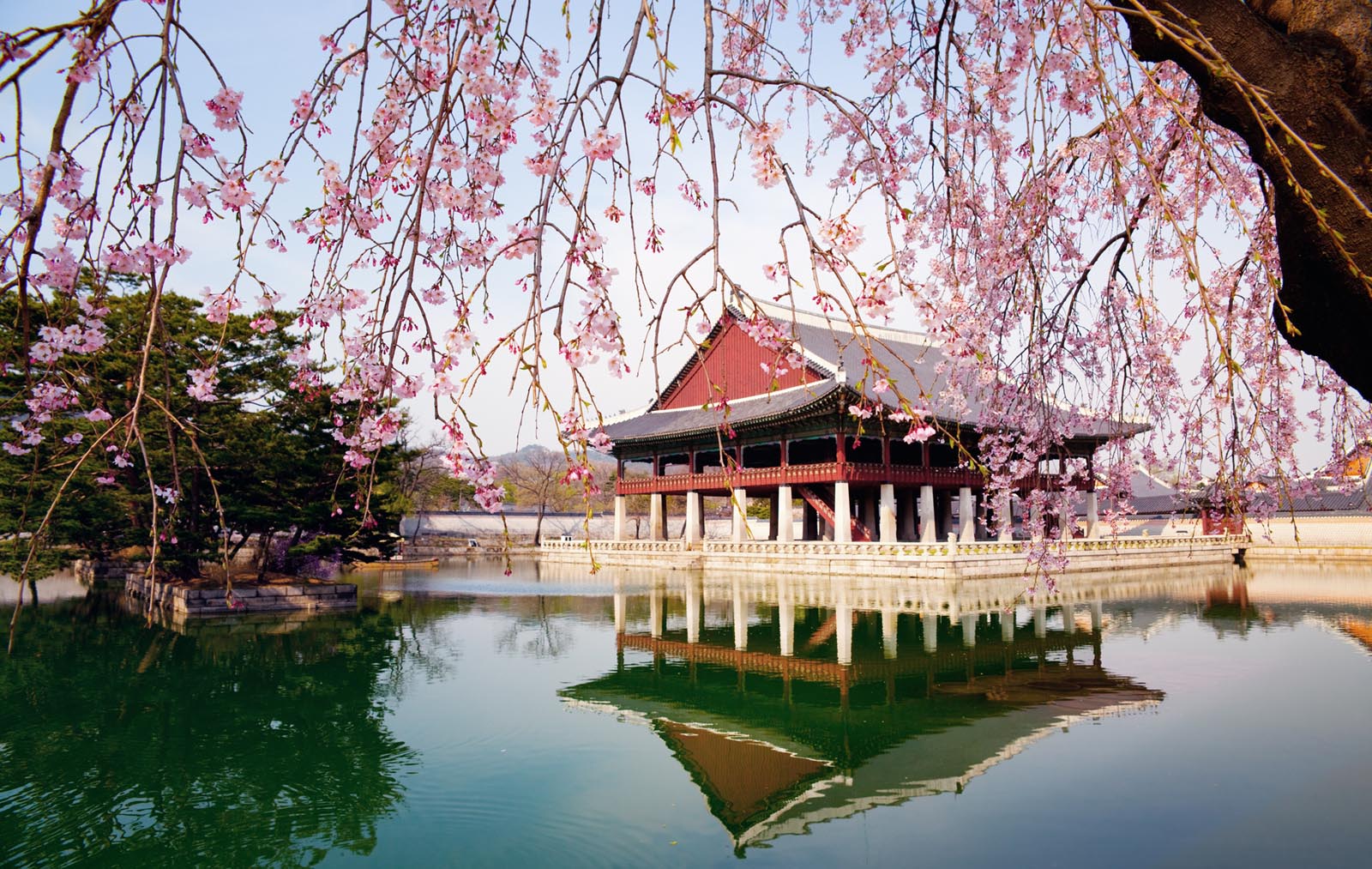pagoda and cherry blossom by lake at palace in south korea